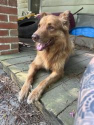 Found/Stray Male Dog last seen Blalock road, Lucama, NC 27851