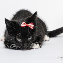 Shelter Stray Female Cat last seen , 825 W Jefferson St, Tipton, IN 46072, USA