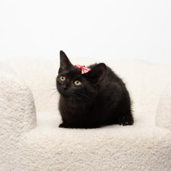 Shelter Stray Female Cat last seen , 825 W Jefferson St, Tipton, IN 46072, USA
