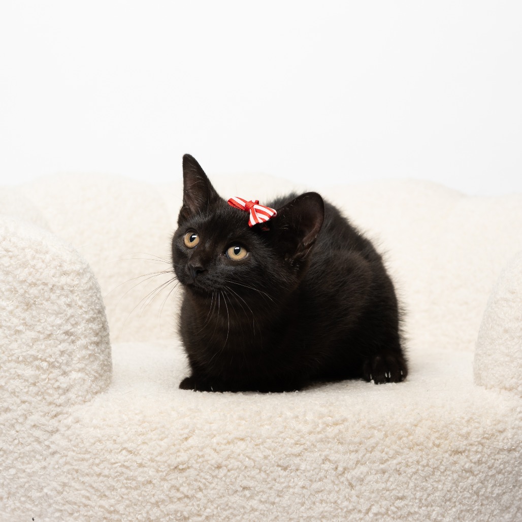 Shelter Stray Female Cat last seen , 825 W Jefferson St, Tipton, IN 46072, USA