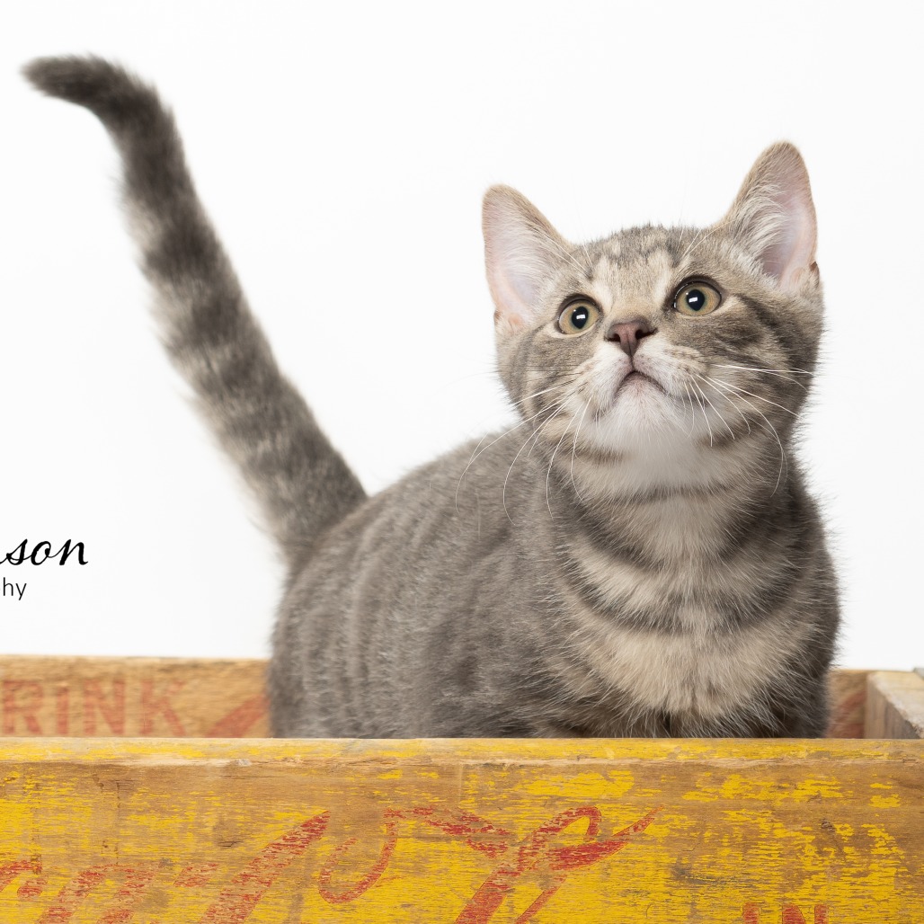 Shelter Stray Male Cat last seen , 825 W Jefferson St, Tipton, IN 46072, USA