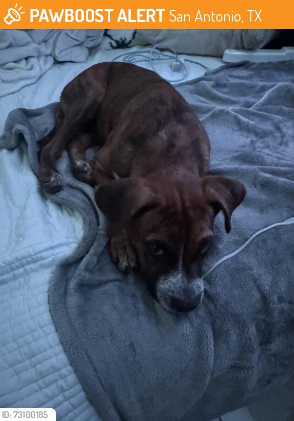 Found/Stray Female Dog last seen Bill millers Clark Ave, San Antonio, TX 78223