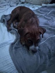 Found/Stray Female Dog last seen Bill millers Clark Ave, San Antonio, TX 78223