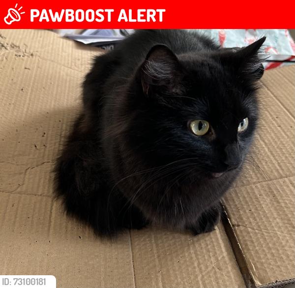 Lost Female Cat last seen Askew Road, London W12, Wendell Park, Greater London, England W12 9HJ