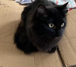 Lost Female Cat last seen Askew Road, London W12, Wendell Park, Greater London, England W12 9HJ