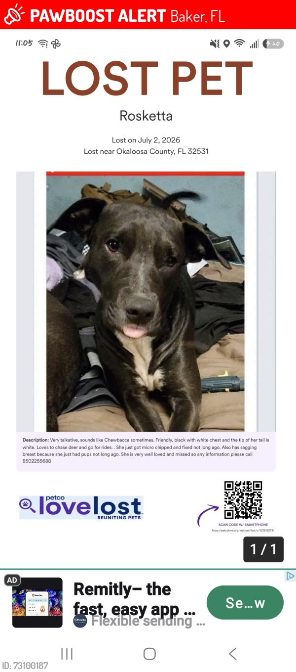 Lost Female Dog last seen Near emmie cir baker fla 32531, Baker, FL 32531