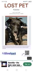 Lost Female Dog last seen Near emmie cir baker fla 32531, Baker, FL 32531
