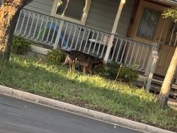 Found/Stray Unknown Dog last seen nw 101st St, Oklahoma City, OK 73118