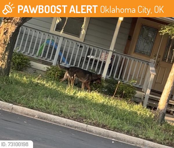 Found/Stray Unknown Dog last seen nw 101st St, Oklahoma City, OK 73118