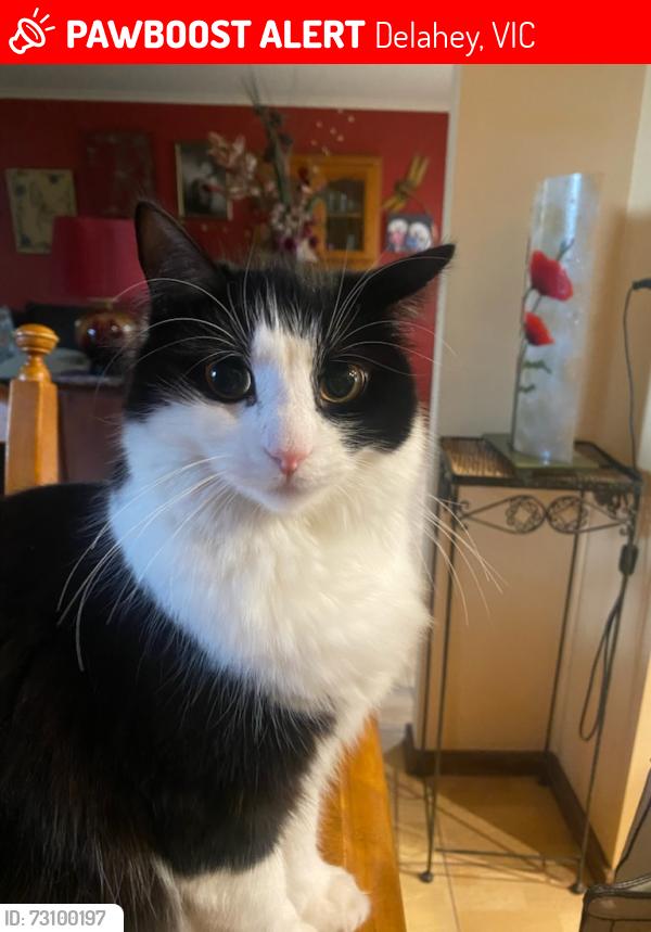Lost Female Cat last seen Delahey, Delahey, VIC 3037