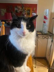 Lost Female Cat last seen Delahey, Delahey, VIC 3037