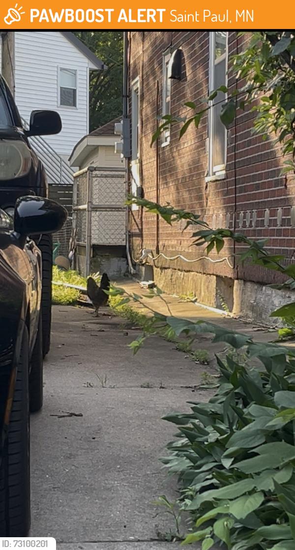 Found/Stray Unknown Other last seen Bay Street & West 7th, Saint Paul, MN 55102