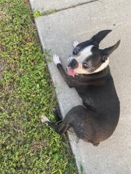 Reunited Male Dog last seen Between 45 and 46 street, McAllen, TX 78501