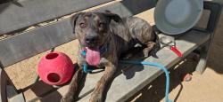 Shelter Stray Male Dog last seen , 5000 Lindbergh Blvd, California City, CA 93505, USA