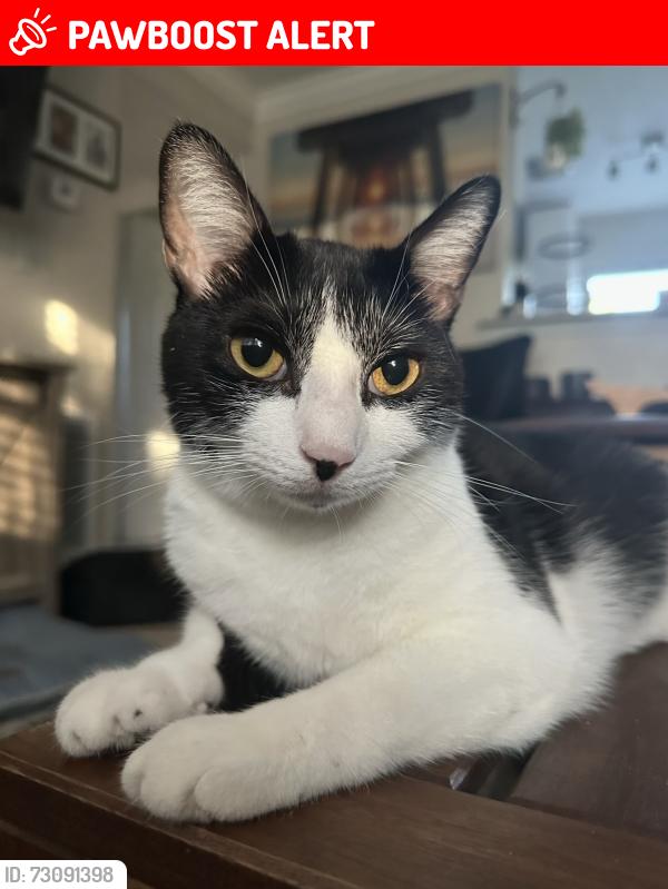 Lost Female Cat last seen Douglas Ave and W Citrus street, Altamonte Springs, FL 32714