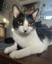 Lost Female Cat last seen Douglas Ave and W Citrus street, Altamonte Springs, FL 32714