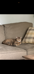 Lost Female Cat last seen Van emmon rd & route 71, Yorkville, IL 60560