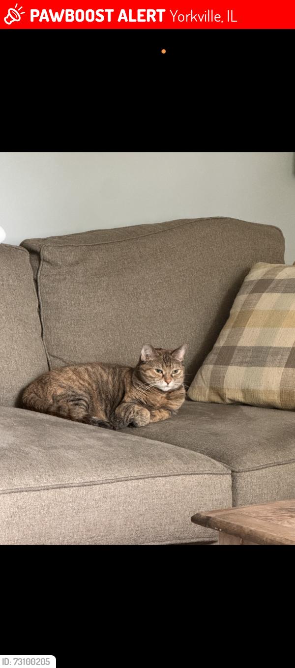 Lost Female Cat last seen Van emmon rd & route 71, Yorkville, IL 60560