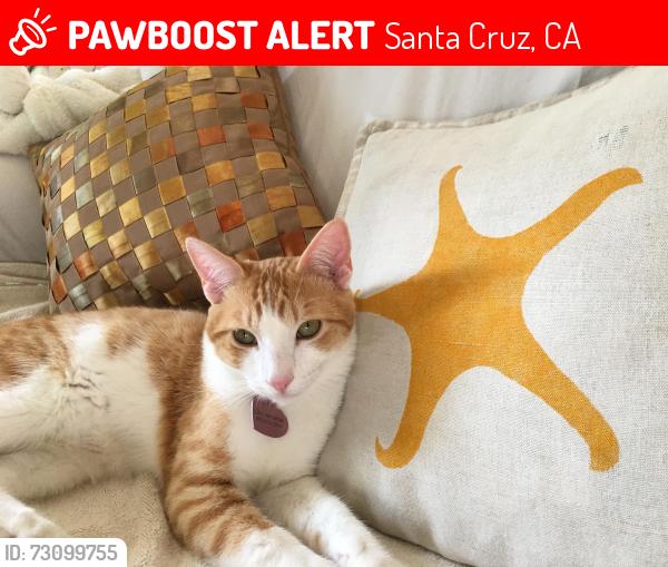 Lost Male Cat last seen Bay Ave and west cliff drive, Santa Cruz, CA 95060