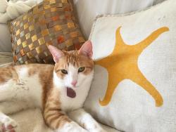 Lost Male Cat last seen Bay Ave and west cliff drive, Santa Cruz, CA 95060