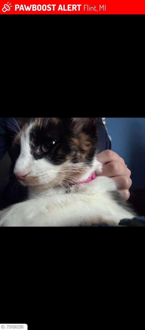 Lost Female Cat last seen Courrana and Downey st, Flint, MI 48503
