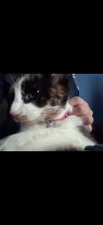 Lost Female Cat last seen Courrana and Downey st, Flint, MI 48503
