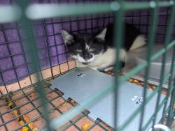 Found/Stray Unknown Cat last seen Hague Ave and Albert Street, Saint Paul, MN 55104