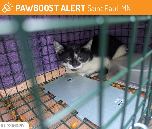 Found/Stray Unknown Cat last seen Hague Ave and Albert Street, Saint Paul, MN 55104