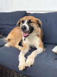 Reunited Female Dog last seen Near Redners on Nicholas St Easton PA, Easton, PA 18045
