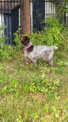 Reunited Female Dog last seen Walmart off of eastchase parkway, Fort Worth, TX 76120