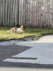 Found/Stray Male Dog last seen 12th Ave S and 7th St S, St. Petersburg, FL 33701