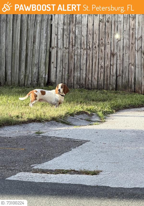 Found/Stray Male Dog last seen 12th Ave S and 7th St S, St. Petersburg, FL 33701