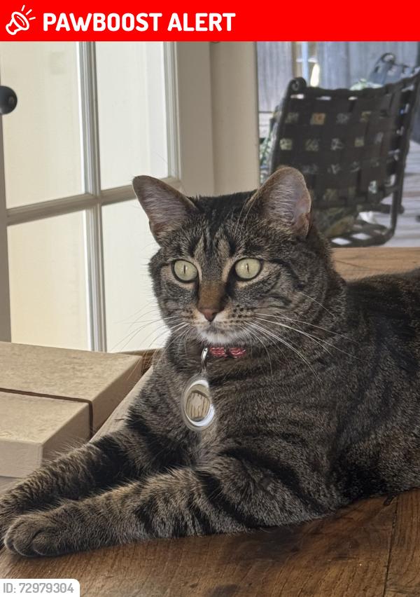 Lost Female Cat last seen NE North Tolo Road, Bainbridge Island, WA 98110