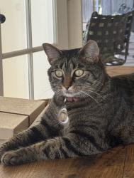Lost Female Cat last seen NE North Tolo Road, Bainbridge Island, WA 98110