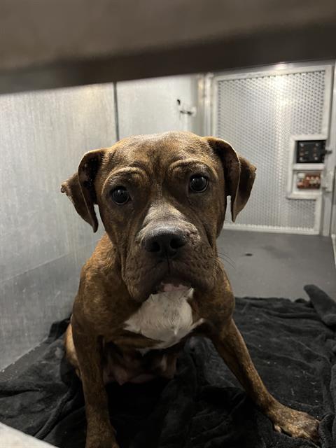 Shelter Stray Female Dog last seen CARROLL AVE, 4710 TX-151, San Antonio, TX 78227, USA