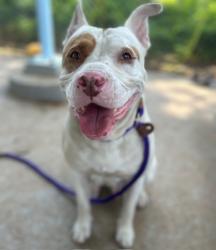 Shelter Stray Female Dog last seen CHARLOTTE, 8315 Byrum Dr, Charlotte, NC 28217, USA