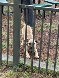 Found/Stray Female Dog last seen Baldwin and Harrison, Panama City, FL 32405