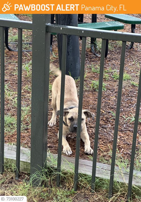 Found/Stray Female Dog last seen Baldwin and Harrison, Panama City, FL 32405