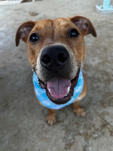 Shelter Stray Female Dog last seen CHARLOTTE, 8315 Byrum Dr, Charlotte, NC 28217, USA