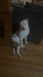 Reunited Male Dog last seen Highway 24 and sterling, Independence, MO 64053