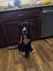 Reunited Male Dog last seen Red Barn Rd, Bowdon, GA 30108