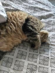 Reunited Female Cat last seen Mircado Way, Rancho Cordova, CA 95742