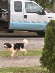 Found/Stray Unknown Dog last seen Maple forge drive off of lavender Rd, Athens, GA 30606