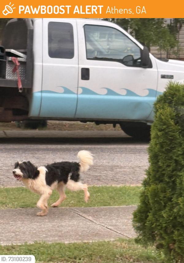Found/Stray Unknown Dog last seen Maple forge drive off of lavender Rd, Athens, GA 30606