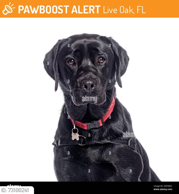 Found/Stray Unknown Dog last seen Mile Marker 286 - I-10, Live Oak, FL 32064