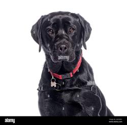 Found/Stray Unknown Dog last seen Mile Marker 286 - I-10, Live Oak, FL 32064