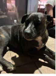 Reunited Female Dog last seen Hyw 290 duncan sc, Duncan, SC 29334