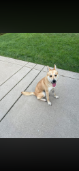 Found/Stray Female Dog last seen Weberwood & Windham rd, South Charleston, WV 25303