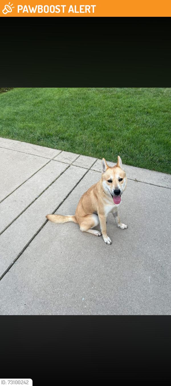 Found/Stray Female Dog last seen Weberwood & Windham rd, South Charleston, WV 25303