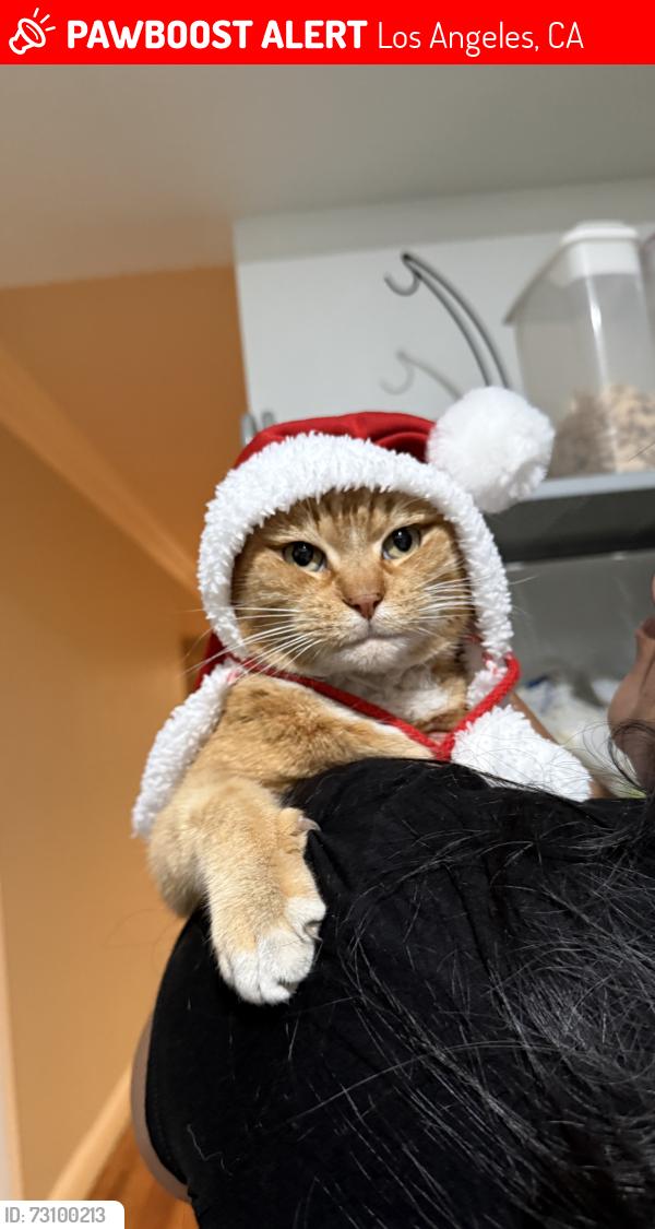 Lost Male Cat last seen Near limedale st panorama city ca 91402, Los Angeles, CA 91402